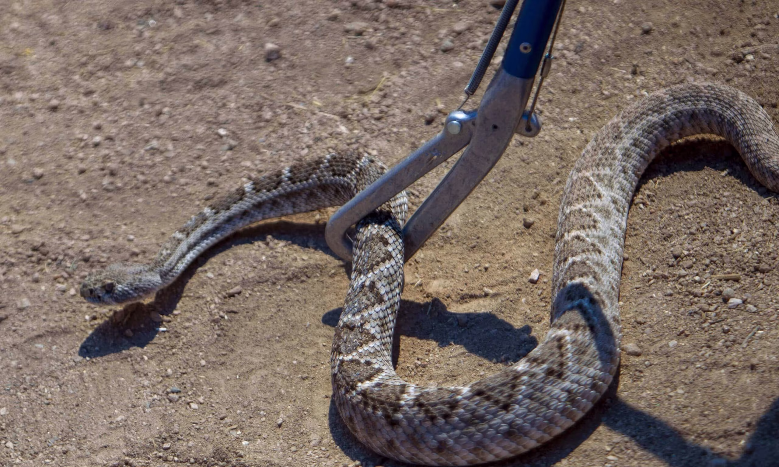 Manejo de animais peçonhentos