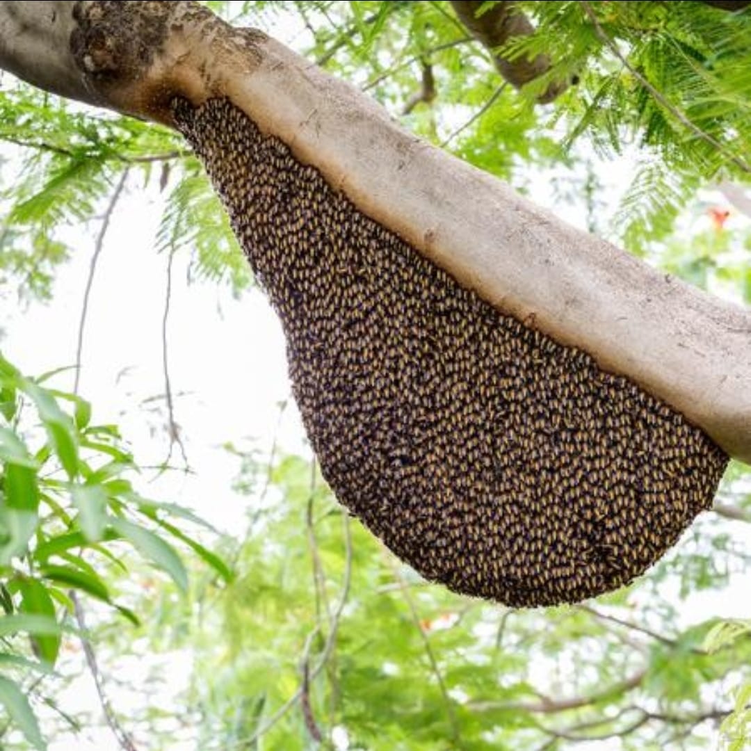 Manejo de insetos e colmeias