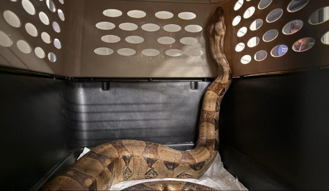 Contenção e transporte seguro de serpente